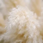 Natural Pampas Grass Stem - Image 12