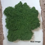 Premium Decorative Loose Moss - Image 5