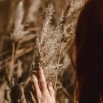 Natural Brown Pampas Grass Stem - Image 11