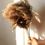 Natural Brown Pampas Grass Stem - Image 12