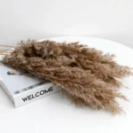 Natural Brown Pampas Grass Stem - Image 4