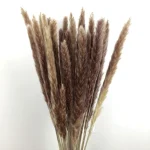 Dried Reed Grass Bundle - Image 14
