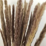 Dried Reed Grass Bundle - Image 15