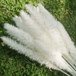 Dried Wheat Bundle - Image 13