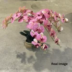 Blush Orchid Luxe Arrangement - Image 3