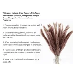 Dried Wheat Bundle - Image 3