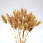 Dried Bunny Tail Grass - Image 4
