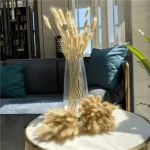 Dried Bunny Tail Grass - Image 11