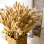 Dried Bunny Tail Grass - Image 13