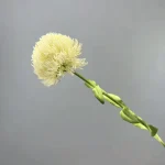 Artificial Craspedia Stem - Image 15
