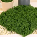 Premium Decorative Loose Moss - Image 6