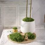 Premium Decorative Loose Moss - Image 8