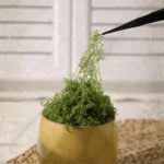 Premium Decorative Loose Moss - Image 15