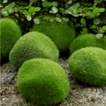 Decorative Moss Stones - Image 9